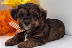 Cubby - Yorkiepoo - Yorkie Poo for sale