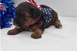 Cruz - Yorkiepoo - Yorkie Poo for sale