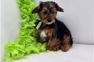 Hitch - Yorkiepoo - Yorkie Poo for sale