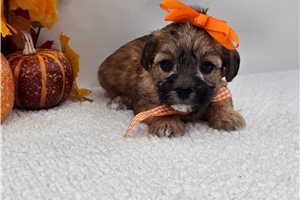 Mirabel - Yorkiepoo for sale