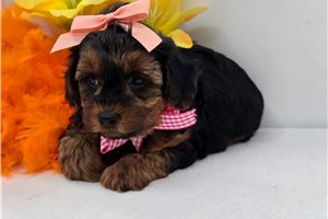 Charlotte - Yorkiepoo - Yorkie Poo for sale