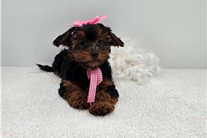 ChiChi - Yorkiepoo - Yorkie Poo for sale
