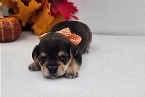 Michael - puppy for sale