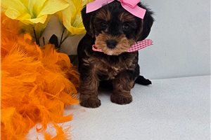 Chrissy - Yorkiepoo - Yorkie Poo for sale
