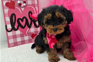 Hanson - puppy for sale