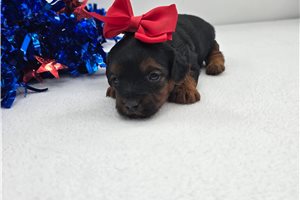 ChiChi - Yorkiepoo - Yorkie Poo for sale