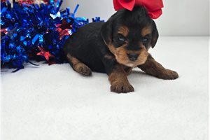 Chrissy - Yorkiepoo - Yorkie Poo for sale