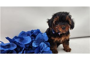 David - puppy for sale