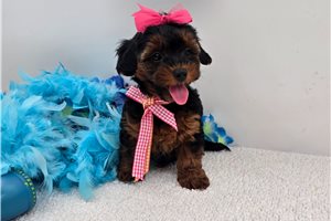 ChiChi - Yorkiepoo - Yorkie Poo for sale