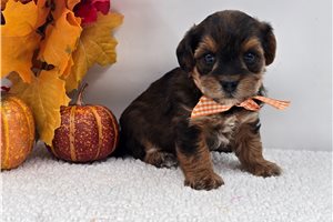 Murray - Yorkiepoo for sale