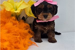 Chrissy - Yorkiepoo - Yorkie Poo for sale