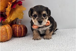 Michael - Yorkiepoo for sale