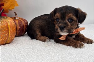 Myron - Yorkiepoo for sale