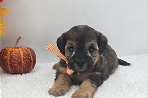 Monty - Yorkiepoo for sale