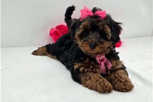 Charlotte - Yorkiepoo - Yorkie Poo for sale