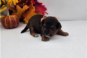 Myron - puppy for sale