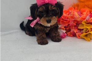 Chrissy - Yorkiepoo - Yorkie Poo for sale