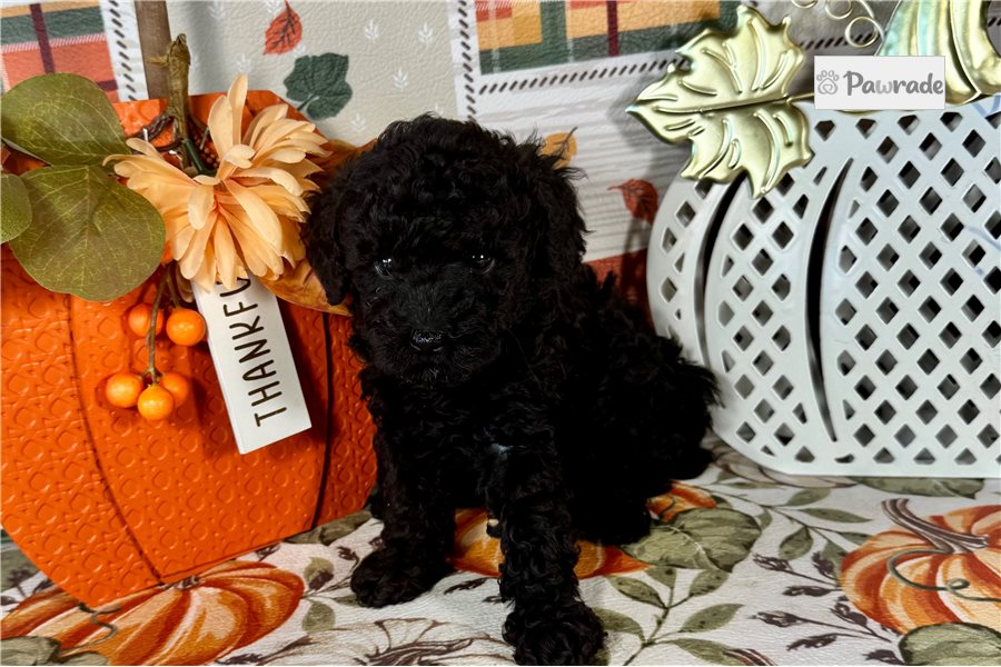 Gretchen - Toy Poodle for sale