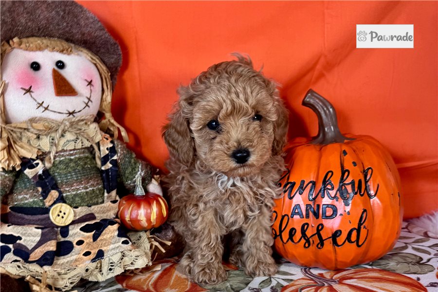 Linus - Toy Poodle for sale