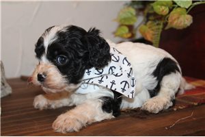 Chase - Cavapoo for sale