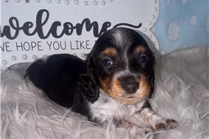 Levi - puppy for sale
