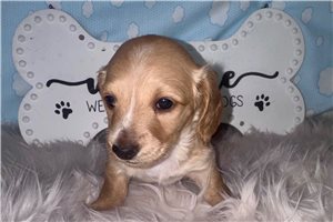 Lucy - puppy for sale