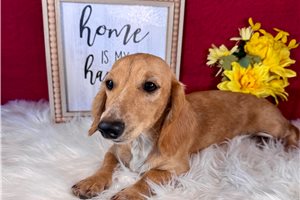 Lucy - Dachshund, Mini for sale
