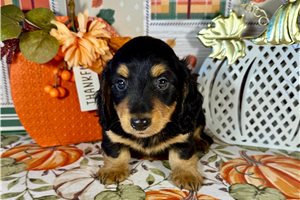 Jackson - Mini Dachshund for sale