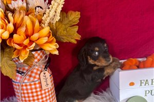 Jules - Dachshund, Mini for sale