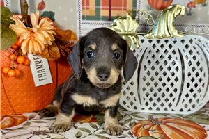Josie - Mini Dachshund for sale