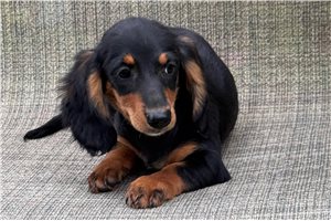 Lily - Dachshund, Mini for sale