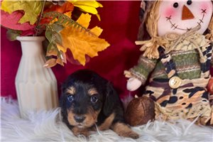 Jocelyn - Mini Dachshund for sale