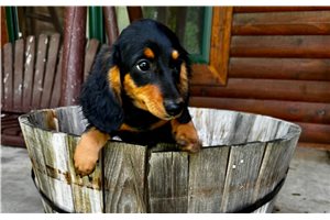 Lily - puppy for sale