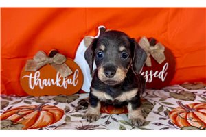 Josie - Mini Dachshund for sale