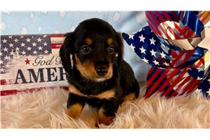 Lily - Mini Dachshund for sale
