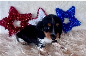 Levi - Dachshund, Mini for sale