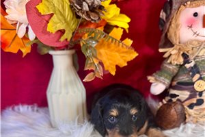 Jocelyn - Mini Dachshund for sale
