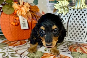 Jocelyn - Mini Dachshund for sale
