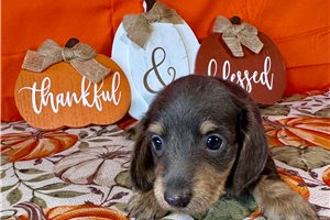 Jeremy - Mini Dachshund for sale