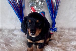 Lily - Dachshund, Mini for sale