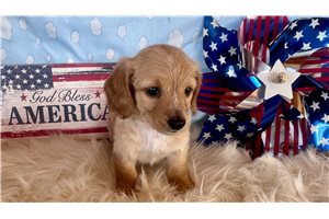Lucy - Dachshund, Mini for sale