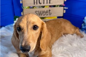 Lucy - Dachshund, Mini for sale