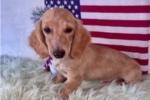Lucy - Dachshund, Mini for sale
