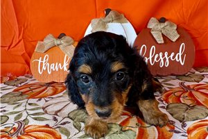 Jules - Mini Dachshund for sale