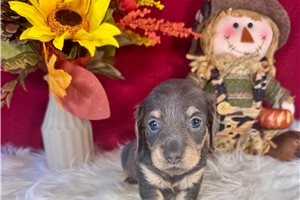 Josie - Mini Dachshund for sale