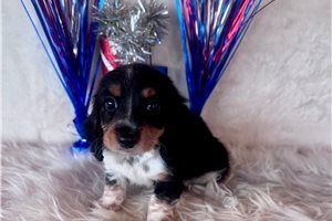 Levi - Mini Dachshund for sale