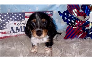 Levi - Dachshund, Mini for sale