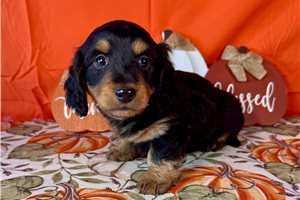 Jackson - Mini Dachshund for sale