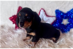 Lily - Dachshund, Mini for sale