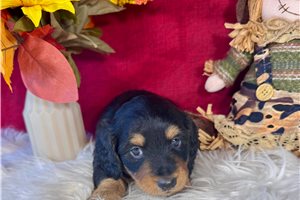 Jackson - Dachshund, Mini for sale